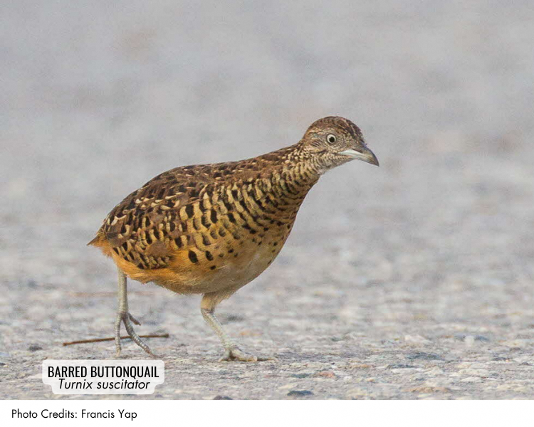 Barred Buttonquail (Turnix suscitator)
